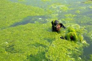 algae 5