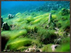 The Growing Potential of Algae
